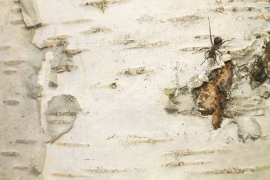 Karıncalar - Yatay huş kabuğu üzerinde