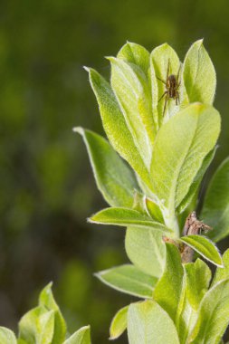 Kahverengi örümcek avını bekliyor