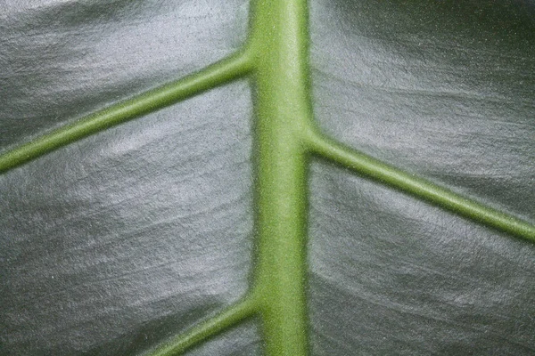 Textuur Van Het Groene Blad Aan Binnenkant — Stockfoto