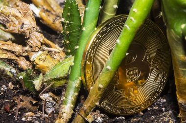 Kripto para birimi. Bitcoin. Bir kriz. Bulunacak. Hazine. Altın sikke itiraz ve yere atıldı. Bir kaktüsün üzerinde spines ile yatıyor.