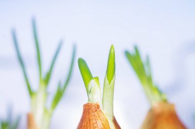 Mavi gökyüzüne karşı yeşil soğan ilk bahar yeşil sürgünler büyümeye.