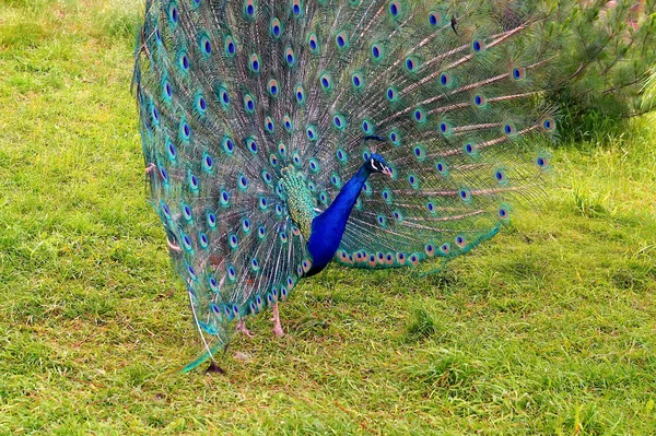 Bright Peacock Beautiful Tail Walks Green Grass Zoo Birds — Stock Photo, Image