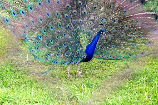 Zářící Páva Krásným Ocasem Kráčí Zelené Trávě Zoo Ptáci — Stock fotografie