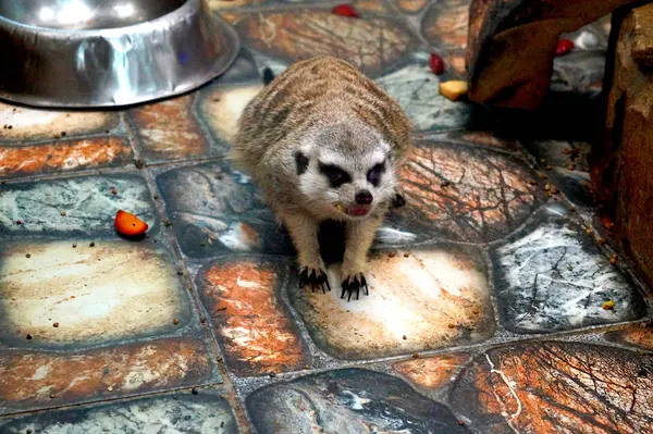 Meerkat Manchado Marrom Caminha Zoológico Animais — Fotografia de Stock