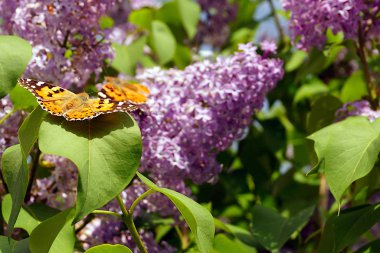 Parlak turuncu bir kelebek mor bir leylak çalısı üzerinde polen toplar. Böcekler ve çiçekler..