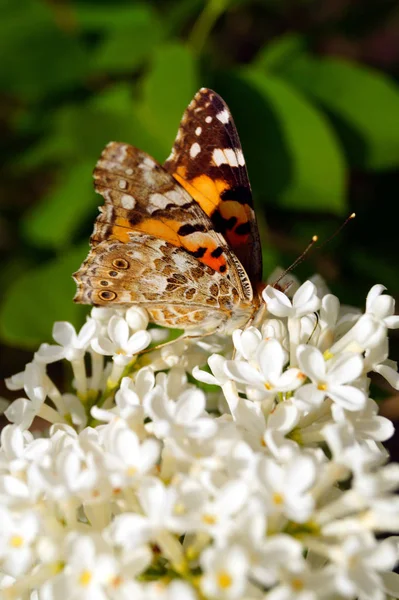 Una Mariposa Naranja Brillante Recoge Polen Arbusto Lila Blanca Insectos — Foto de Stock