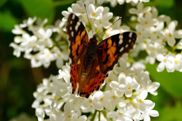 Ярко Оранжевая Бабочка Собирает Пыльцу Кусте Белой Сирени Насекомые Цветы — стоковое фото