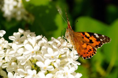 Parlak turuncu kelebek beyaz leylak bir çalı polen toplar. Böcekler ve çiçekler.