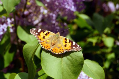 Parlak turuncu bir kelebek mor bir leylak çalısı üzerinde polen toplar. Böcekler ve çiçekler..