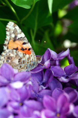 Parlak turuncu bir kelebek mor bir leylak çalısı üzerinde polen toplar. Böcekler ve çiçekler..