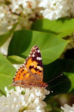 Parlak turuncu bir kelebek, beyaz leylak çalılarının üzerinde polen toplar..