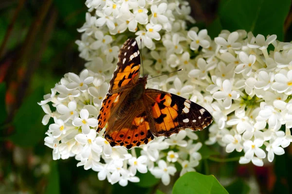 Ярко Оранжевая Бабочка Собирает Пыльцу Кусте Белой Сирени — стоковое фото