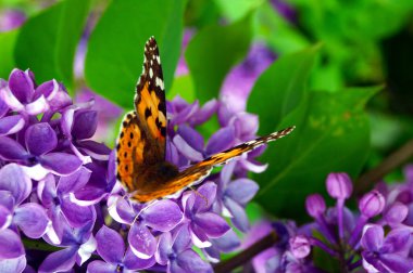 Parlak turuncu bir kelebek mor bir leylak çalısı üzerinde polen toplar.