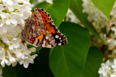 Parlak turuncu bir kelebek, beyaz leylak çalılarının üzerinde polen toplar..