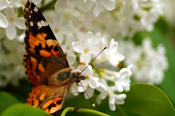 Ярко Оранжевая Бабочка Собирает Пыльцу Кусте Белой Сирени — стоковое фото
