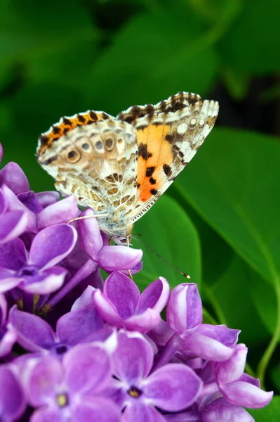 Ярко Оранжевая Бабочка Собирает Пыльцу Кусте Фиолетовой Сирени — стоковое фото