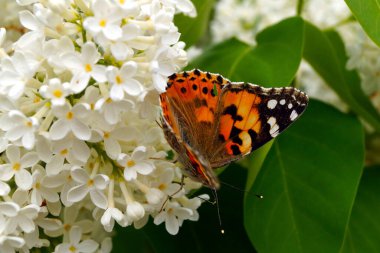 Parlak turuncu bir kelebek, beyaz leylak çalılarının üzerinde polen toplar..