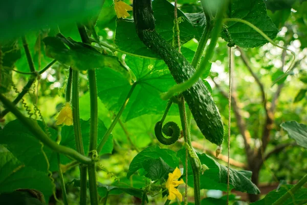 Πράσινη καλλιέργεια αγγούρι επιλεκτική εστίαση — Φωτογραφία Αρχείου