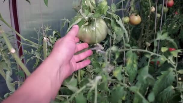 Comprobar la cosecha de tomates verdes en el foco selectivo del invernadero. Campesinos mano toma un tomate — Vídeo de stock