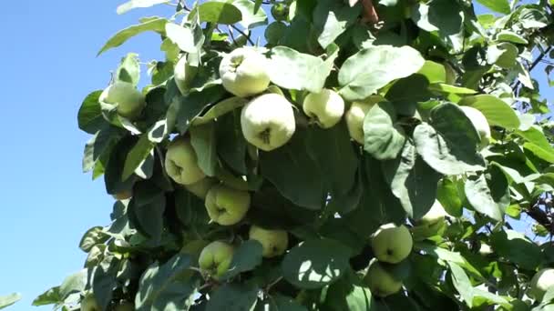 Tree branches growing and garden fruit tree. quince tree with blue sky. Harvest ripe fruit in the garden — Stock Video