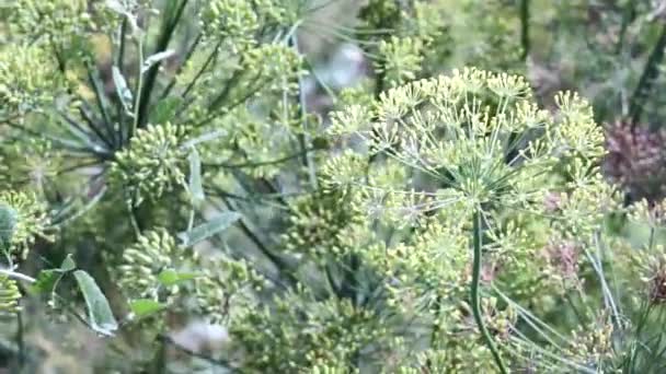 Ανθοφόρος άνηθος κοντά στην καλλιέργεια φυτών — Αρχείο Βίντεο