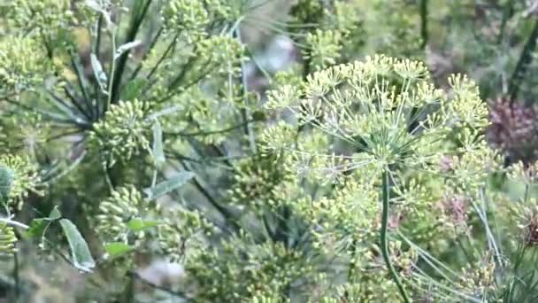 Endro de floração fechar plantas em crescimento — Vídeo de Stock