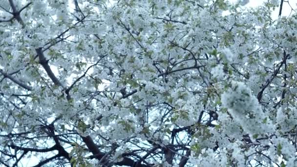 白い桜、庭の開花木。春、庭、自然の背景 — ストック動画