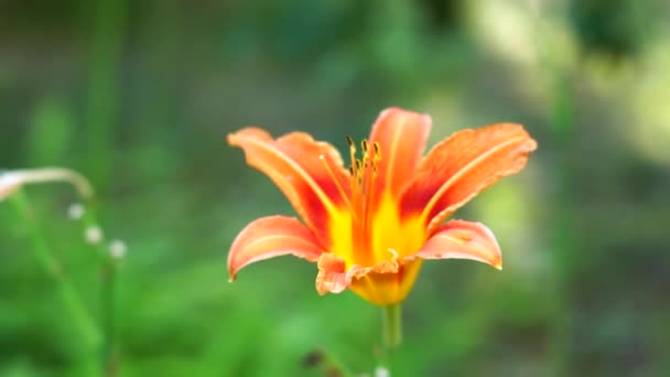 Lirio de un solo día naranja, primer plano, enfoque selectivo. Hermosa flor naranja en el jardín — Vídeo de stock