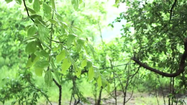 Мокрі гілки дерева і вниз крупним планом. Зелене дерево на розмитому тлі дощу. Розмитий фон дощу для вашого дизайну. повільний рух, м'який фокус, вибірковий фокус, абстракція — стокове відео