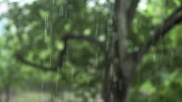 Regentag bedeckt mit Regentropfen, die für Grafiken und Titel fallen. — Stockvideo