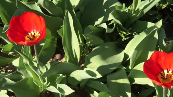 Tulipanes rojos florecen sobre un fondo verde natural, en la primavera. Vista superior, cableado de la cámara, naturaleza, flores — Vídeos de Stock