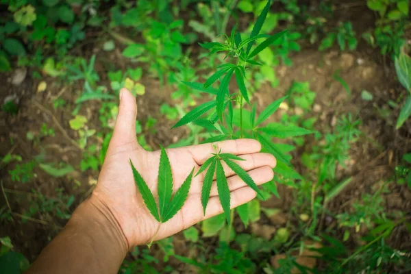 Mann hält ein Blatt grünen Cannabis in der Hand — Stockfoto