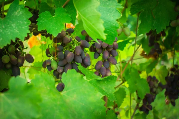 Fekete szőlő a szőlőben, szüret. Érett bio gyümölcs — Stock Fotó