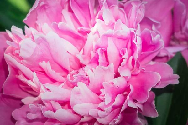 Peonías rosadas en el jardín. Primer plano de hermosa flor rosa peonía . — Foto de Stock