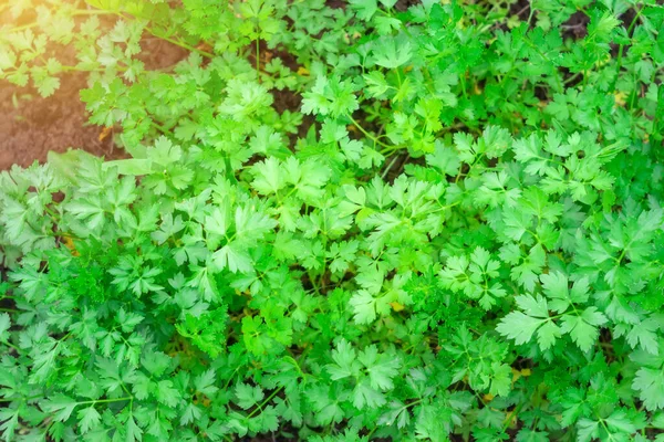 In de tuin groeit peterselie. Groene achtergrond van peterselie bladeren, bovenaanzicht close-up. Een stralende zonnige dag, de teelt van planten. Achtergrondstructuur. — Stockfoto