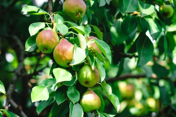 Harvest of ripe pear fruit on the tree — Stock Photo, Image