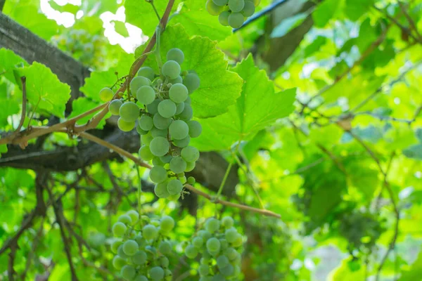 Um monte de uvas verdes na vinha — Fotografia de Stock