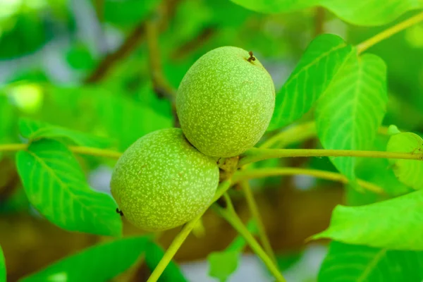 Zelené vlašské ořechy na větvi stromu detailní up — Stock fotografie