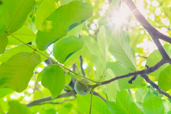 Fruits de noix sur l'arbre. Mise au point sélective, fond flou lumineux Journée ensoleillée — Photo