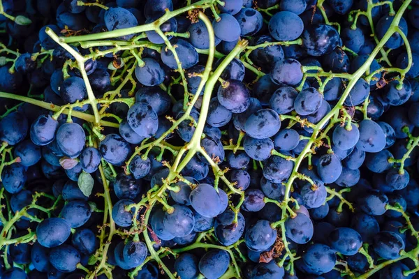 Fekete szőlő gyümölcs háttér textúra — Stock Fotó