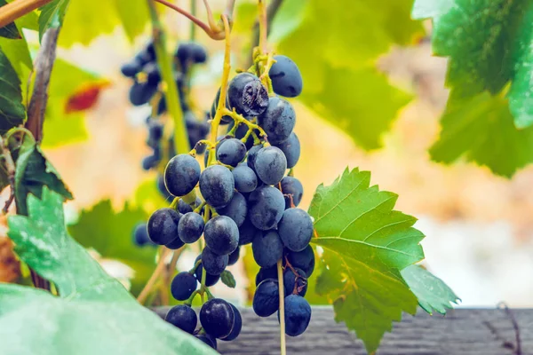 Bunch of black grapes autumn harvest — Stock Photo, Image