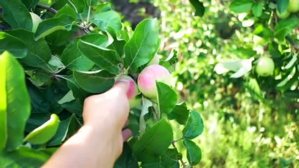 La mano de los agricultores escoge una manzana. El cultivo de manzanas. Manzanas rojas maduras en las ramas de un árbol en el jardín — Vídeos de Stock