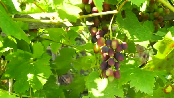 Não frutos de uva preta maduros, nos ramos da vinha — Vídeo de Stock