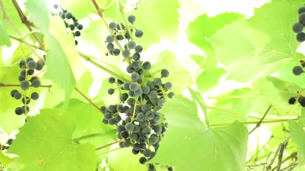Árbol de uvas en día de verano, verde, rojo, negro. Fondo natural, real . — Vídeos de Stock
