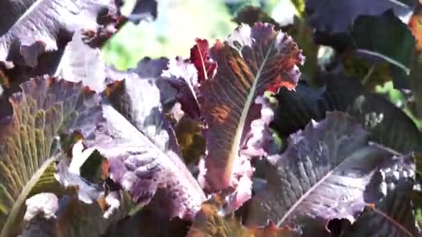 Feuilles de laitue pourpre gros plan. gros plan du potager hydroponique biologique de laitue de chêne rouge — Video