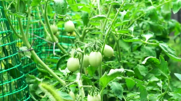 Nahaufnahme mehrerer großer, nicht reifer grüner Tomaten, die auf einem Zweig im Garten wachsen. Bio-Gemüse anbauen, gesunde Ernährung. — Stockvideo