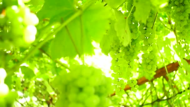 Zralé organické zelené, bílé hrozny na větvích vinice. — Stock video