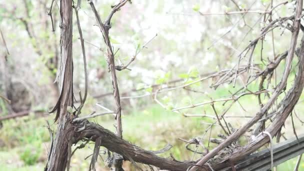 Old vine close-up. Vineyard growing grapes. Organic plants fruit trees — Stock Video