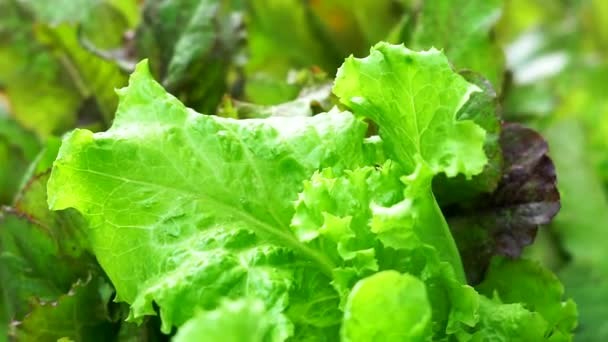 Листья салата на ветру. Растущий салат, зеленые листья салата крупным планом — стоковое видео