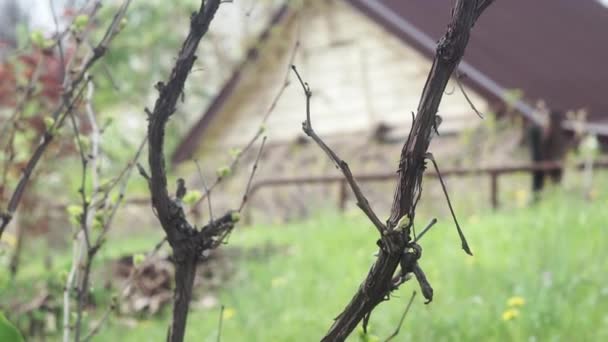 Corteza de vid de cerca, concéntrate. Viñedo, uvas cultivadas — Vídeos de Stock